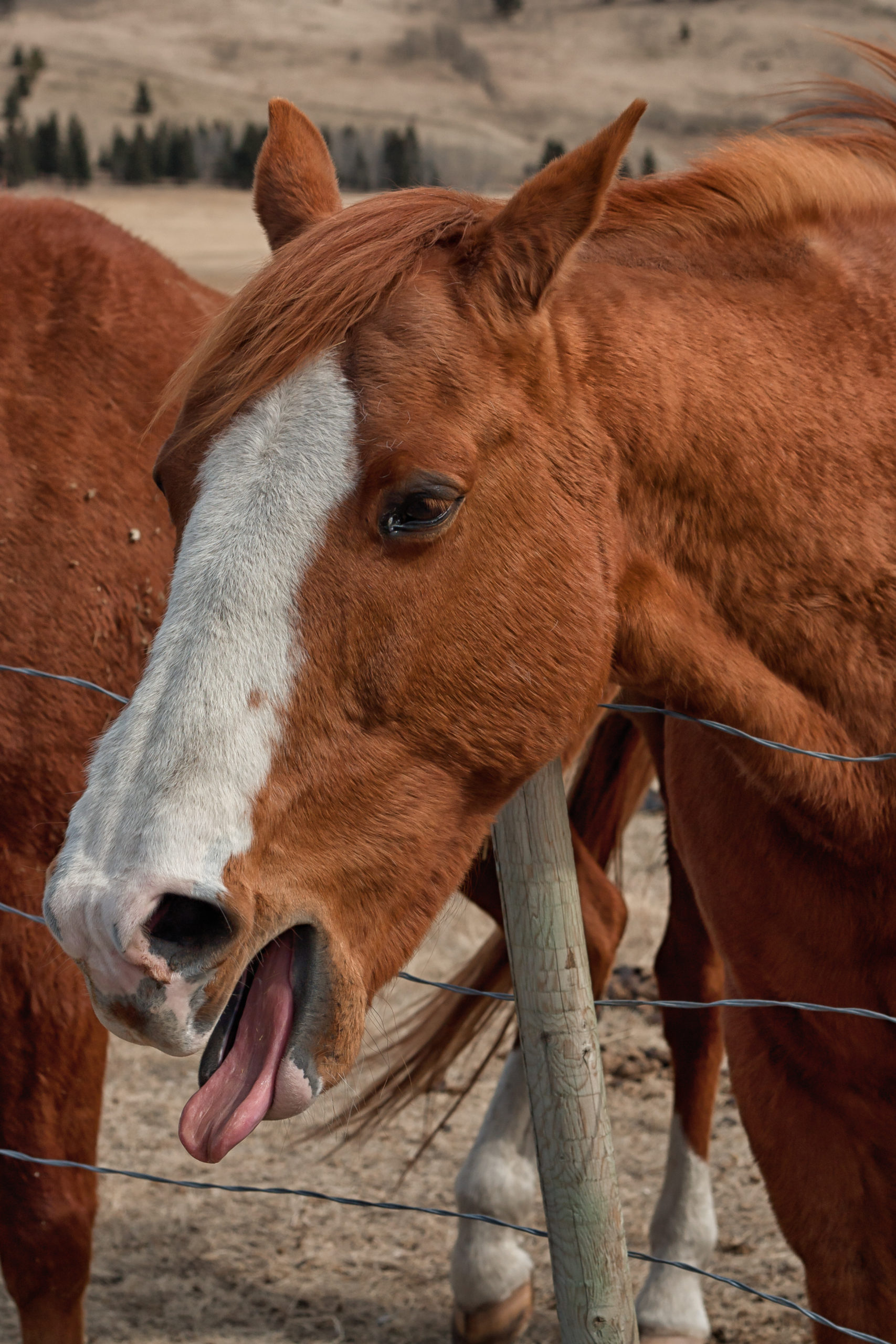 Det finns många orsaker till hosta hos häst