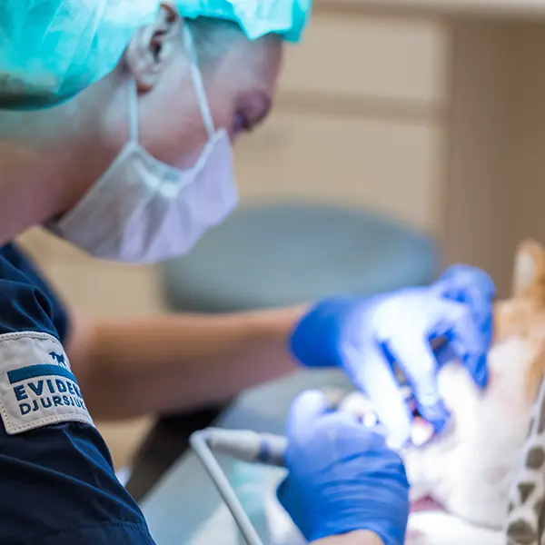 Tandavdelningen på Djurkliniken Höllviken