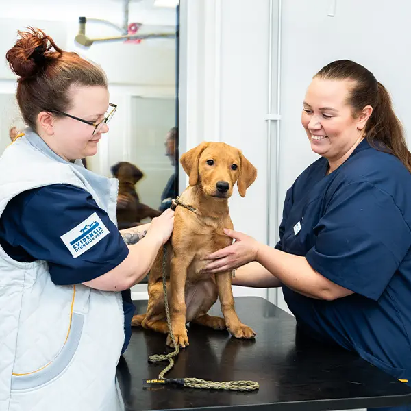 Uppsala Veterinär Evidensia