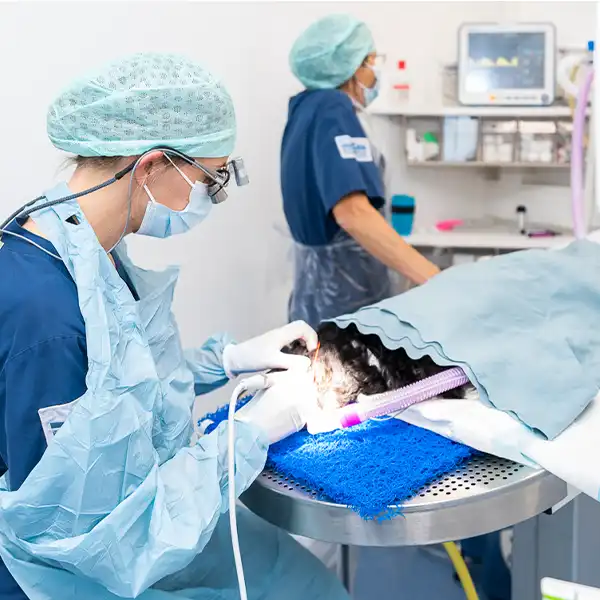 Om oss: Veterinär och djursjukhus i Helsingborg som visar när de opererar på ett djur