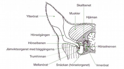 Öronskötsel hos hund