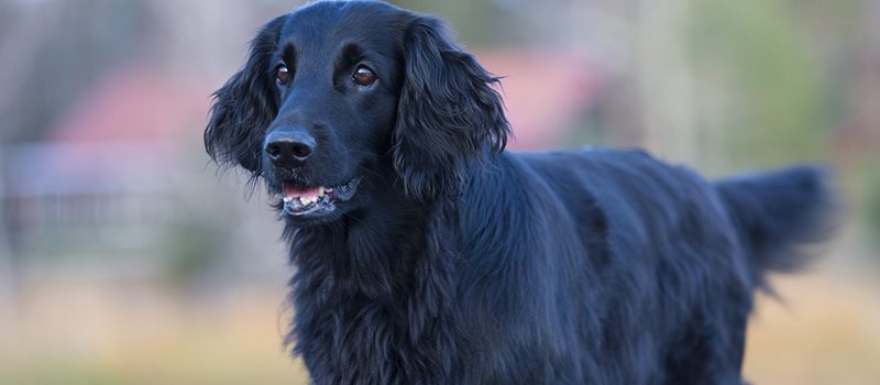 mistet hjerte Ekstrem Hverdage Hur vanligt är cancer hos hundar? - Evidensia | Evidensia