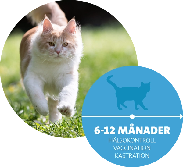 Katt som springe i gräset på sommaren