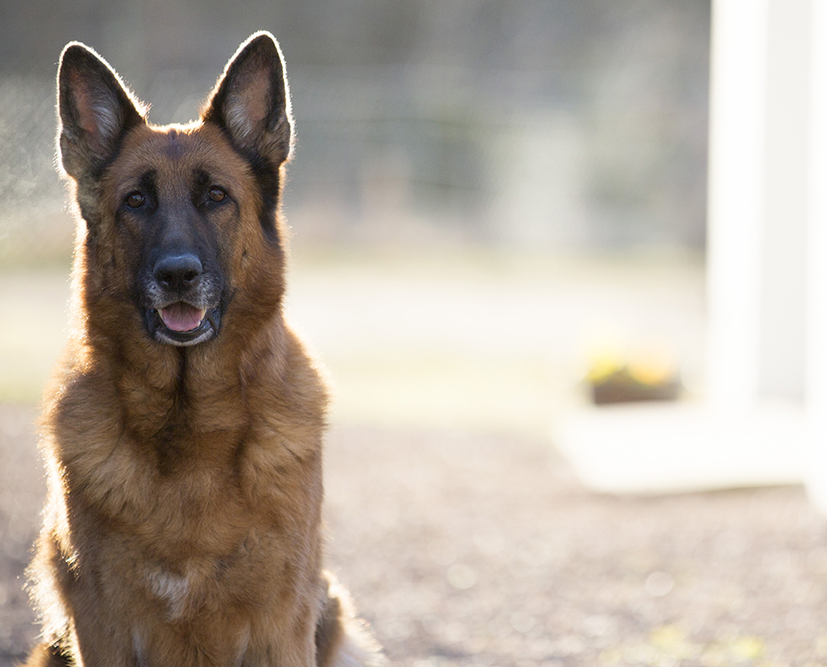 Diarré hos hund – varför och vad kan jag göra?