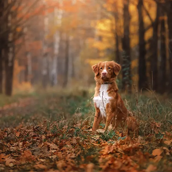Veterinär Nyköping