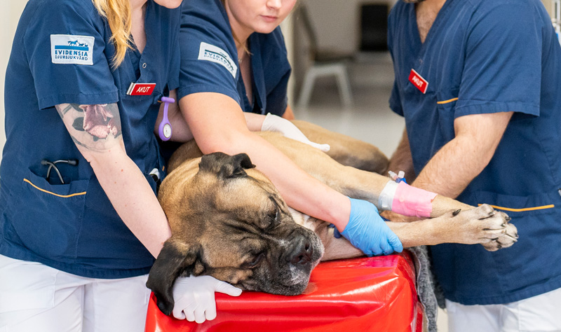 Jour veterinär