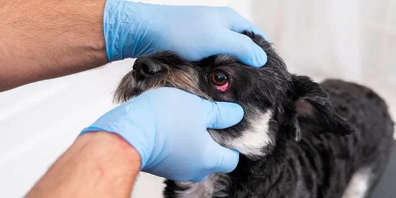 En hund som får ögat undersökt av veterinär på Specialistdjursjukhuset Helsingborg