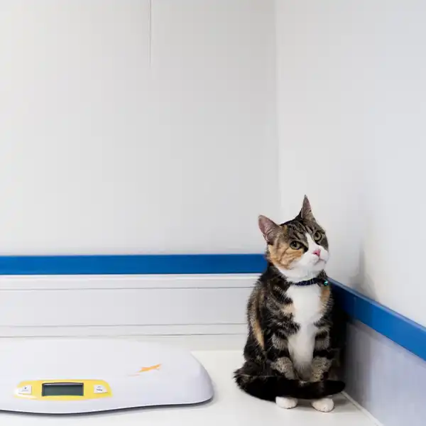 Medarbetare Djurkliniken Ystad
