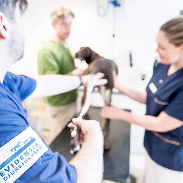 Reproduktion Evidensia Djursjukhuset Malmö