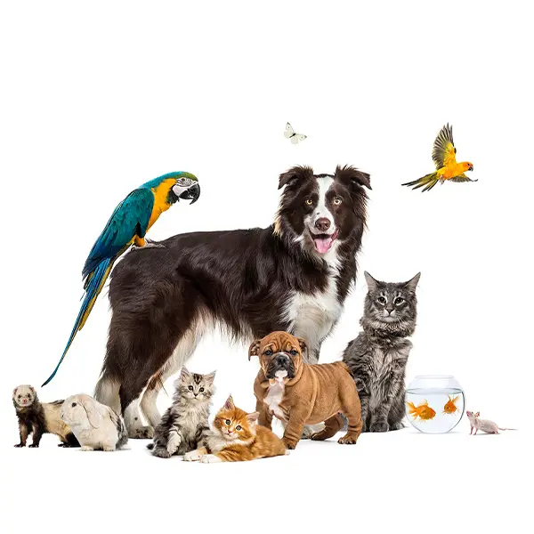 Veterinär Stockholm