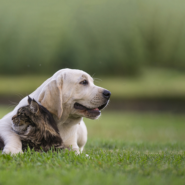 Receptförskrivning av  fästingmedel för hund och katt 