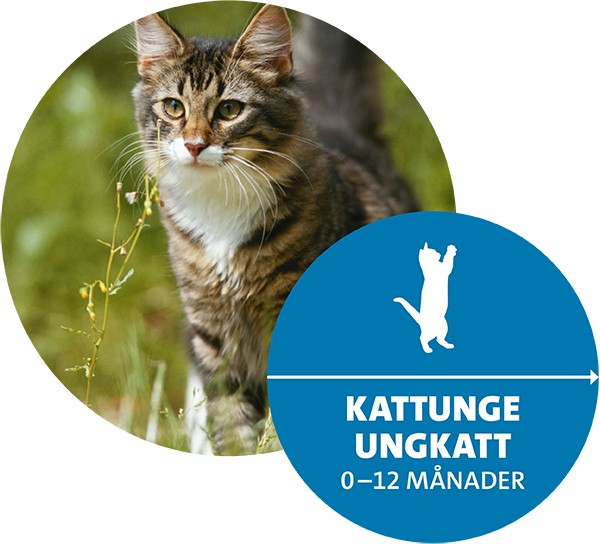 Kattunge ute i grönt gräs