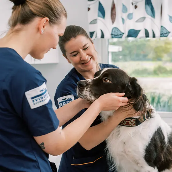 Medarbetare på Billdals Djurklinik