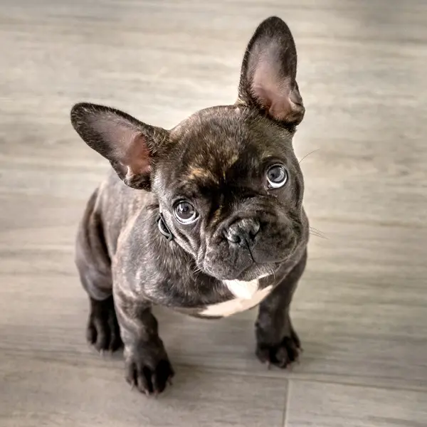 Djursjukhus Veterinär Malmö