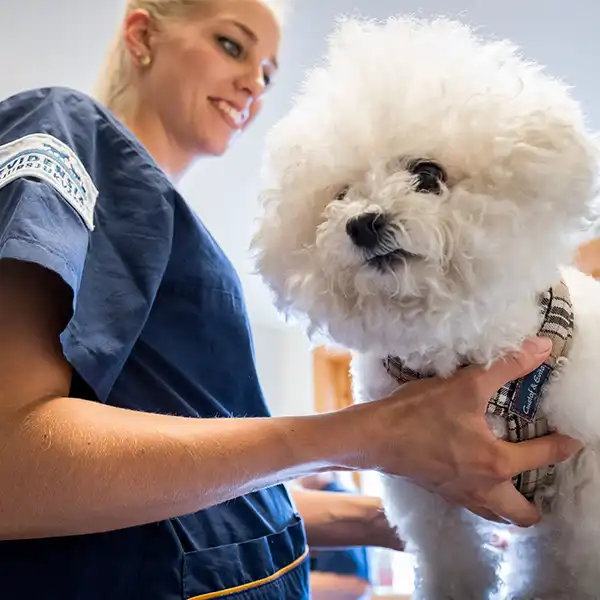 Veterinär Åhus