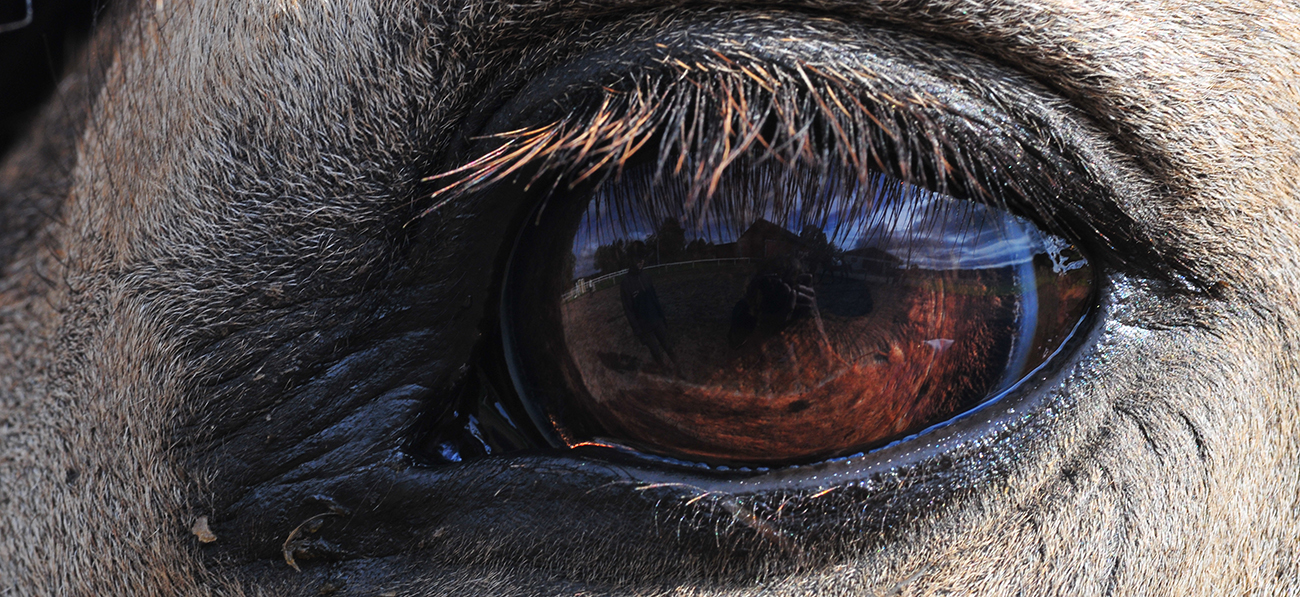 Ögonskador hos häst