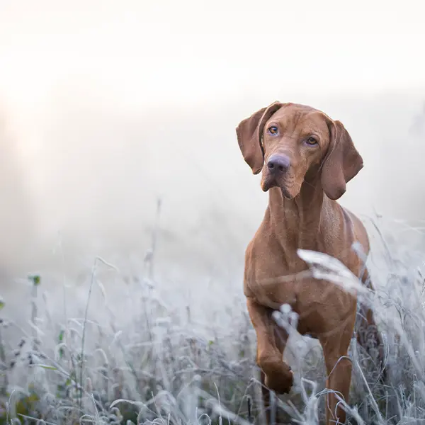 Veterinär Ystad