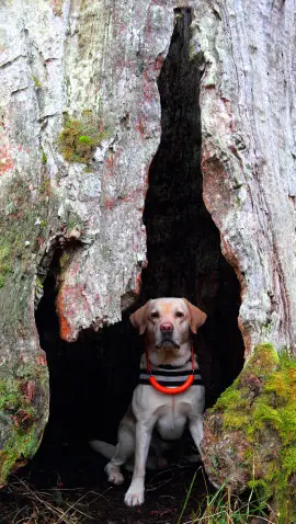 Glad hund efter att ha fått hjälp hos  Specialistdjursjukhuset Strömsholm