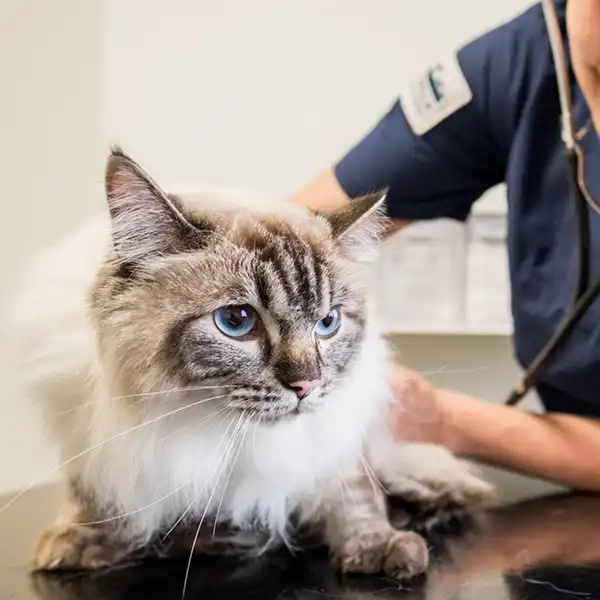 Inför besöket på Örgryte Veterinärklinik