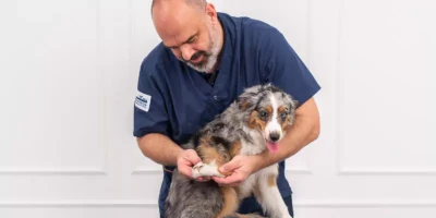 Veterinär tittar på hunds tass