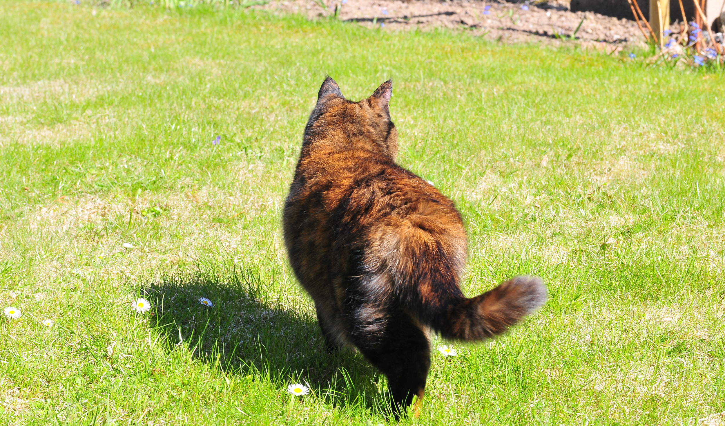 Katt löper | Evidensia