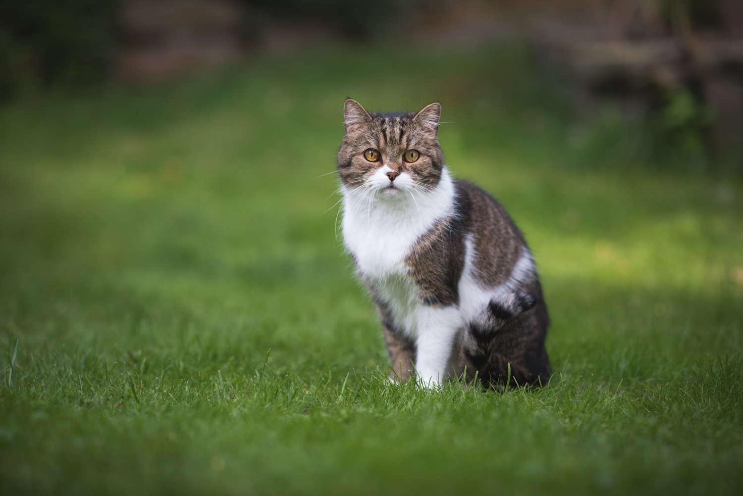 Priser och kostnader för veterinärvård