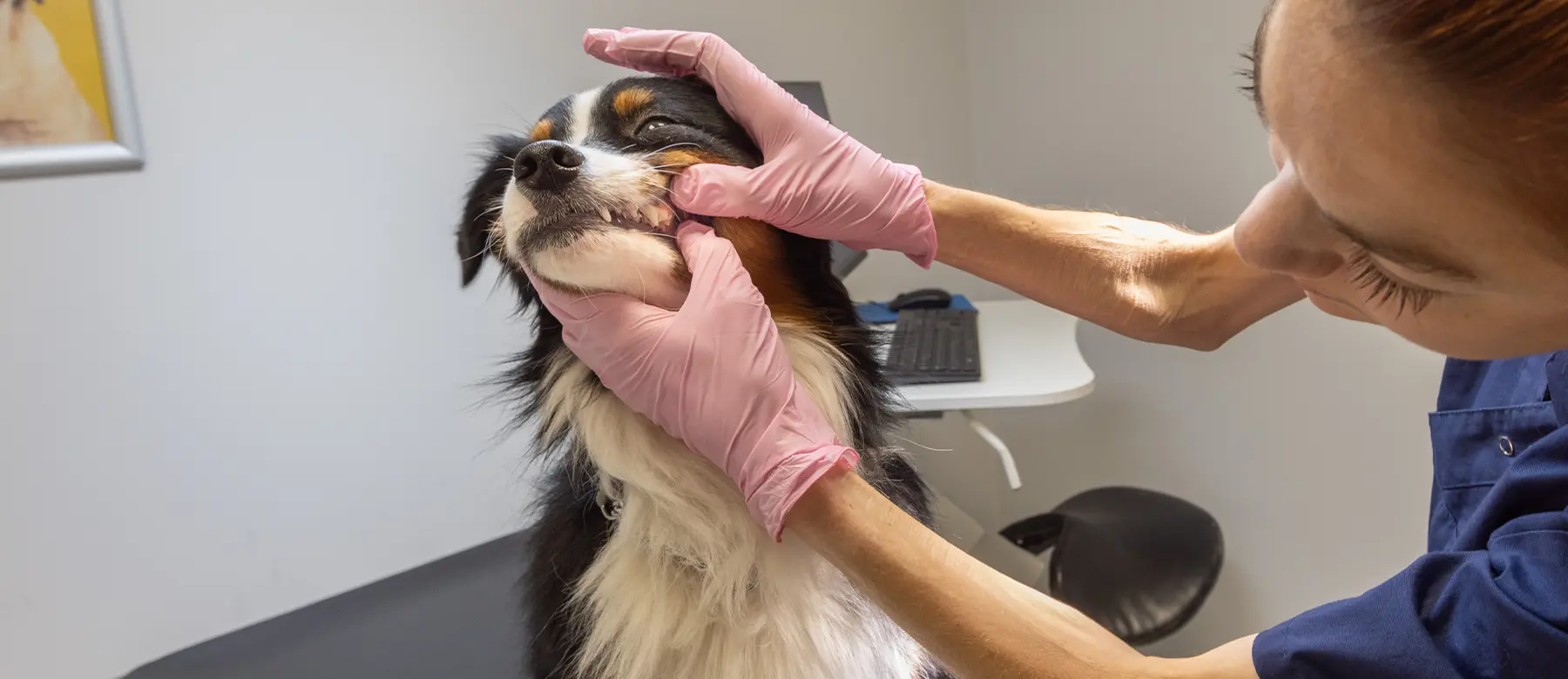 Öppettider & kontakt Djurkliniken Åkersberga