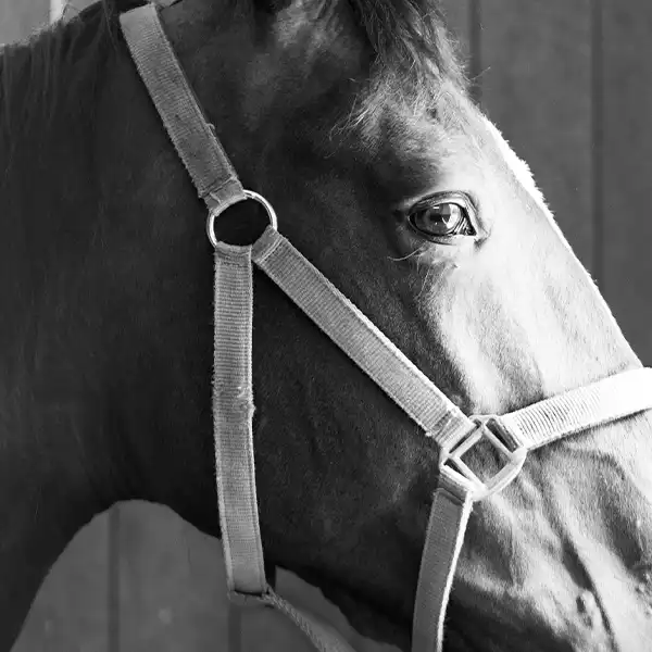 veterinär häst flyinge