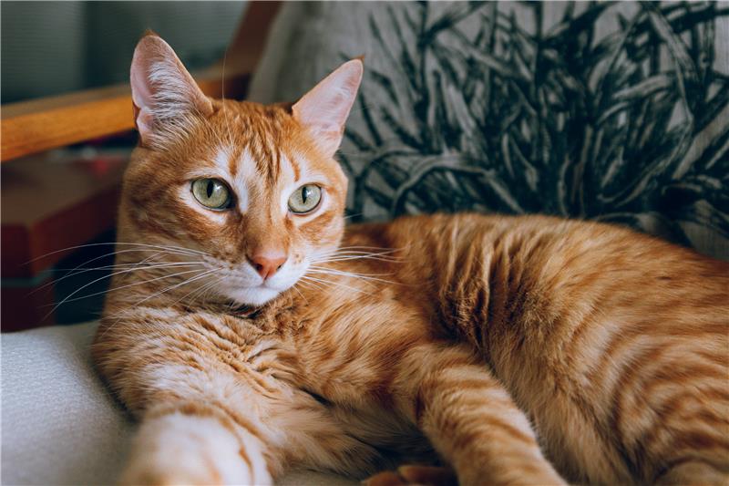 Söt kattunge i famn, gröna ögon som tittar rakt in i karmeran