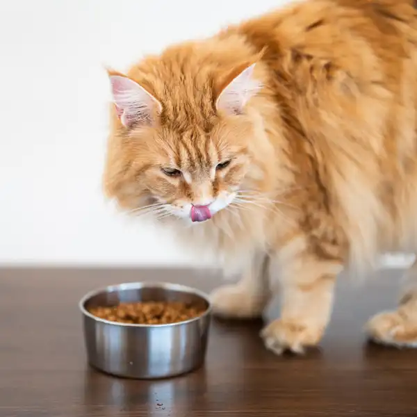 Veterinär Öjebyn Piteå