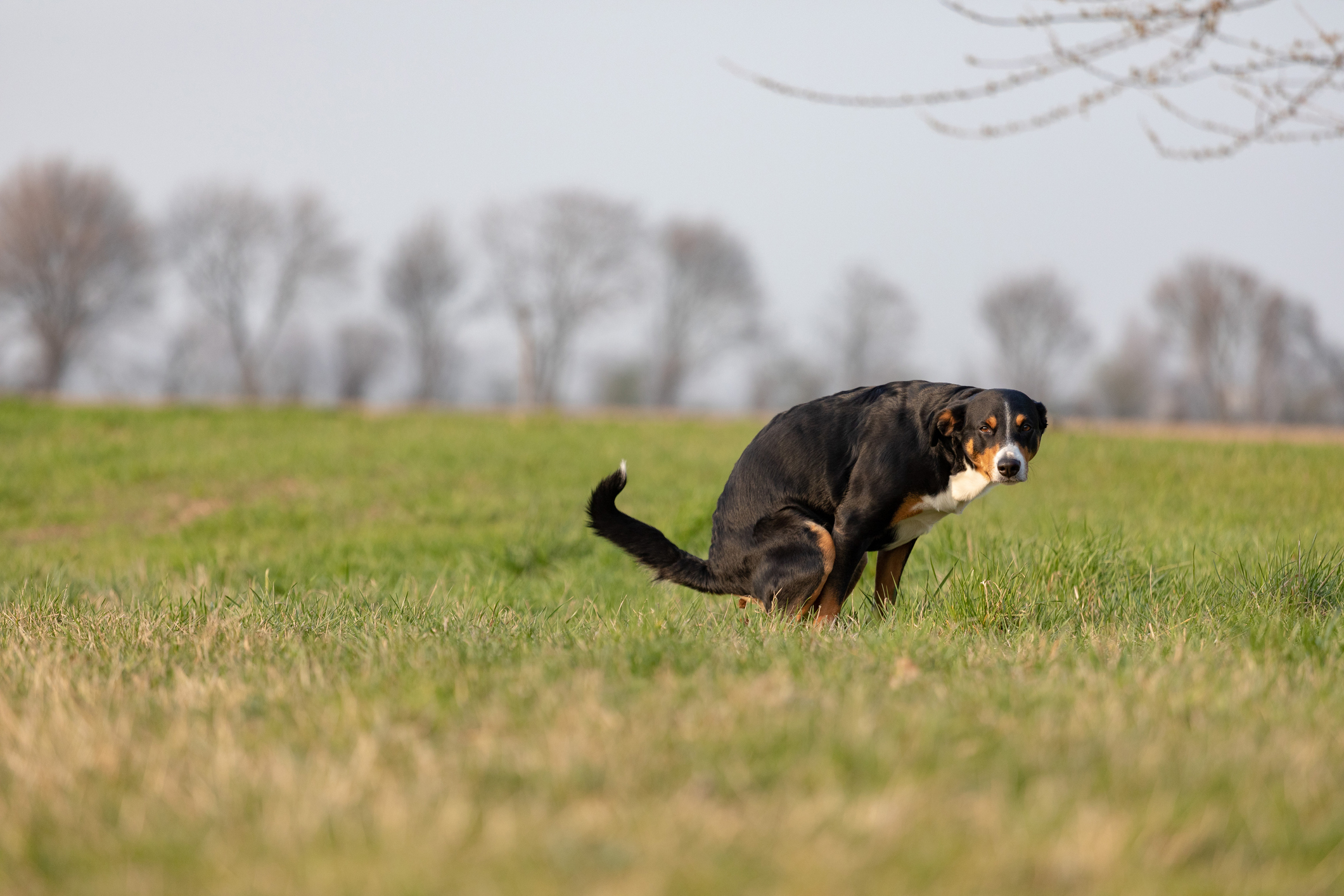 Hund i magen | Evidensia