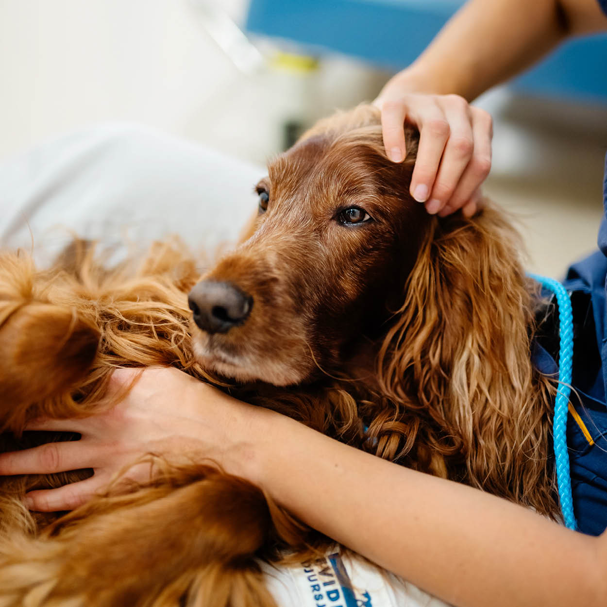 Brun hund ligger i knä på veterinär och klir klappad på huvud och mage