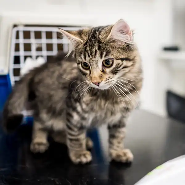 Avdelningarna på Veterinärhuset Sundsvall