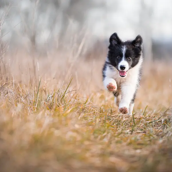 Veterinär Sundsvall