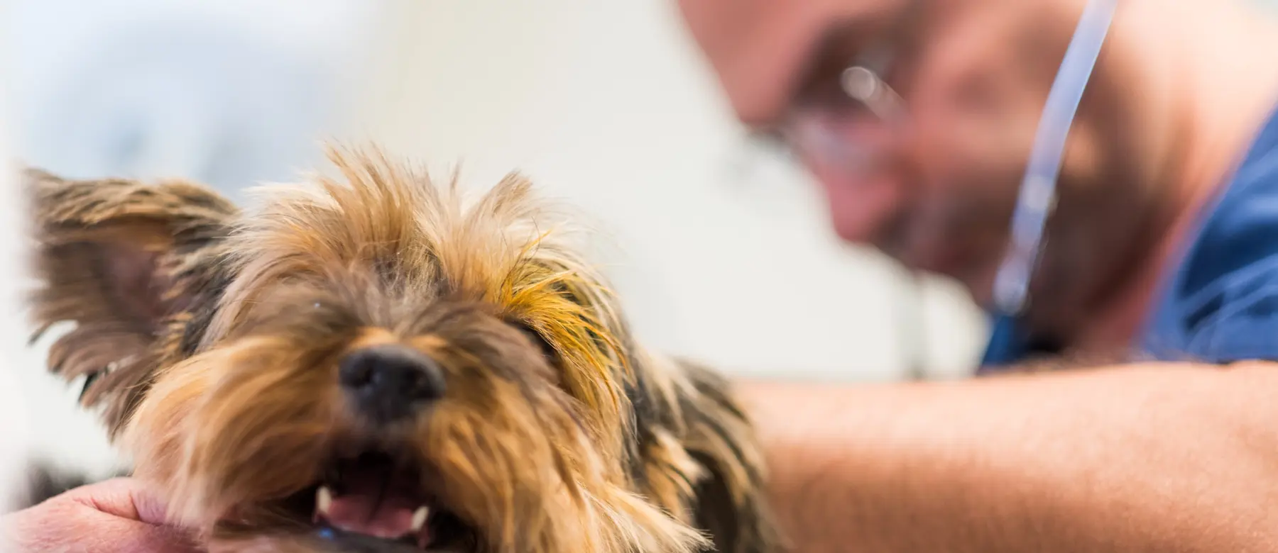 Veterinär Köping