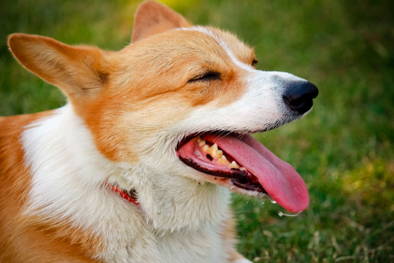 erotisk Frisør facet Värmeslag hund - ett livshotande tillstånd | Evidensia