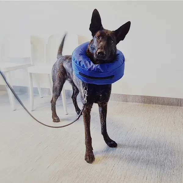 Veterinär Tyresö