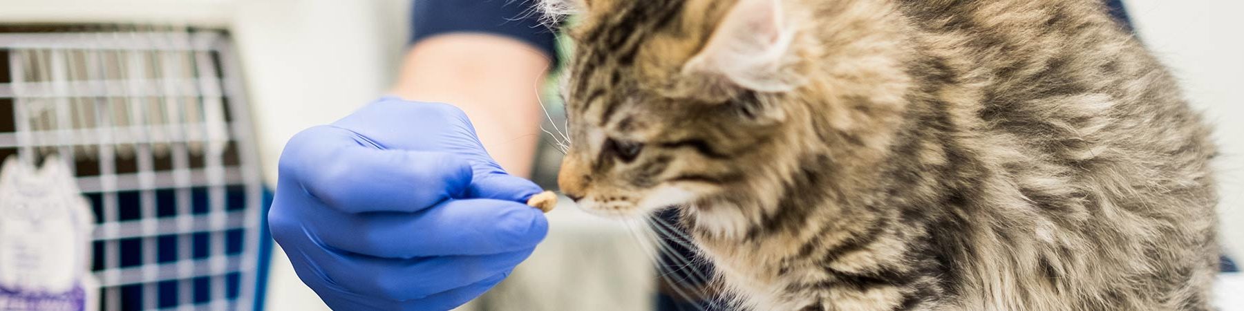 Kattens matsmältning