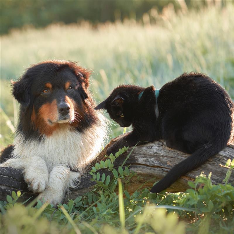 Hund och katt ute i högt gräs
