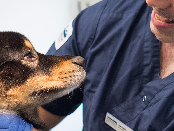 Foder för hund