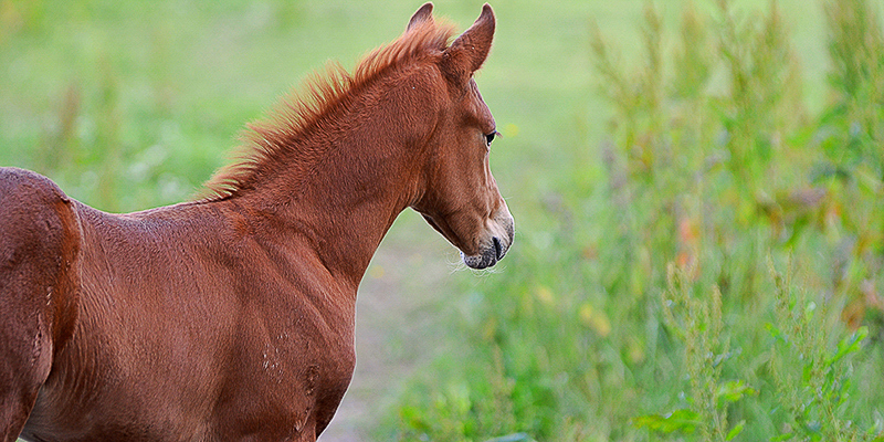 Antibiotikaresistens hos häst