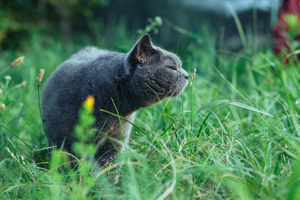 Vingelsjuka hos katt