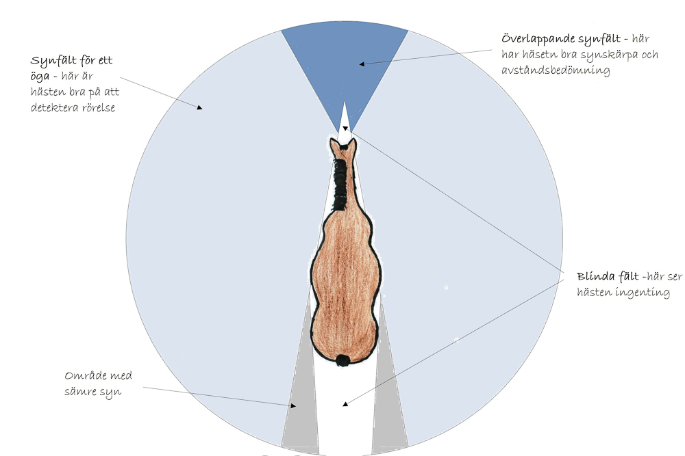 Hästens syn
