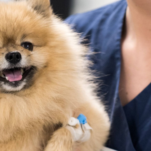 Vad är god mun- och tandhälsa och varför är den viktig för din hund?