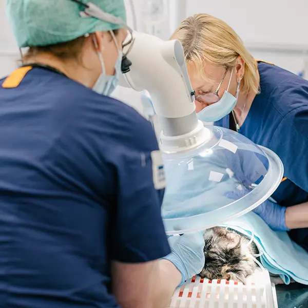 Avdelningar - Djurkliniken Analysen Örebro