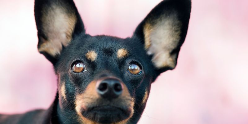 Rinnande ögon hos hund