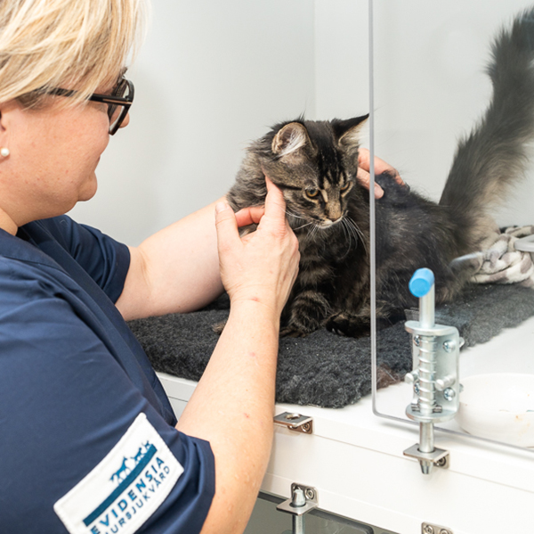 Katt får akutvård