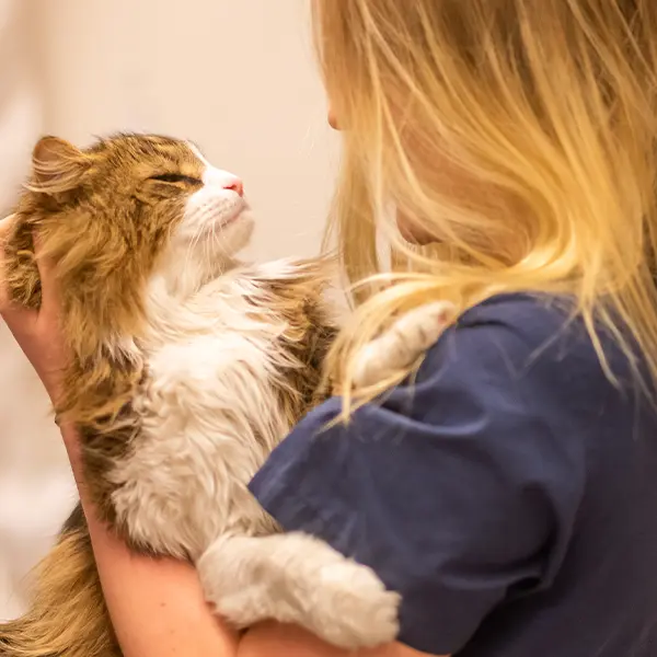 Veterinär Järfälla