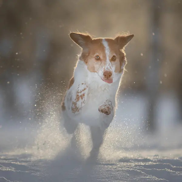 Boka tid online veterinär Lidingö