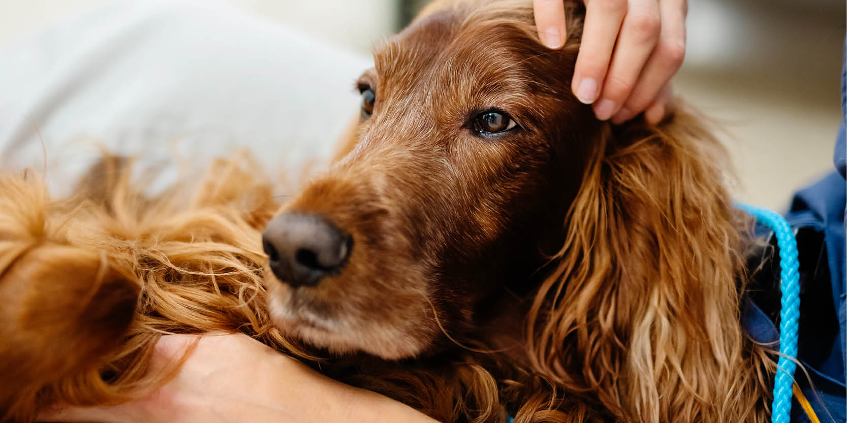 Brun hund ligger i veterinärs knä och blir klappad på huvudet och magen.